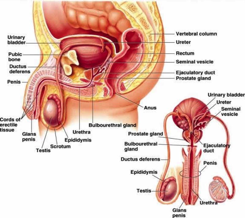 Healthy-Male-Reproductive-System