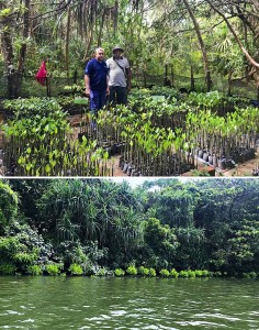 Koggala-Mangrove-Restoration-and-Conservation-Project