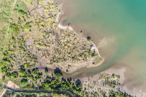Ariel view of the healthy mangrove forest gradually taking over the Cod Bay area