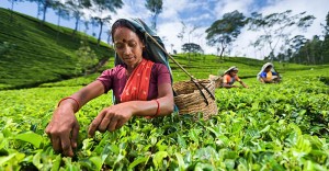 Brewing up change under COVID-19: Transforming how tea is bought and sold in Sri Lanka