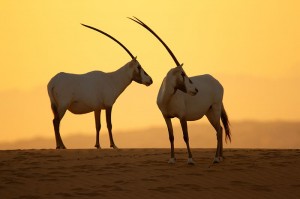 Emirates’ 20-year partnership with the Dubai Desert Conservation Reserve helps track, maintain and reintroduces native wildlife species, such as the Arabian oryx, Arabian gazelle, sand gazelle.