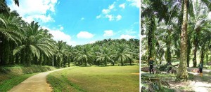 Many Lankan oil palm companies seeking sustainability certification – POIA