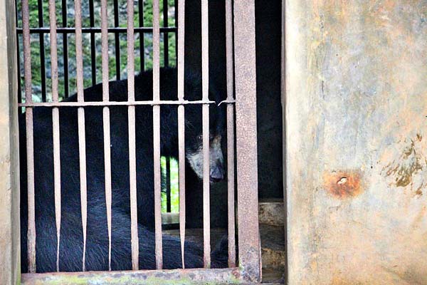 Sloth-Bear—Dehiwala-Zoo