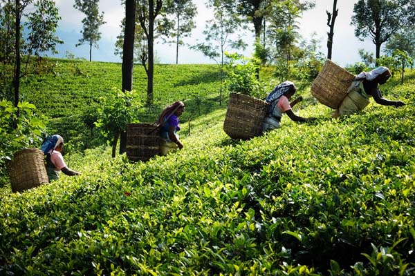 Sri Lankan tea workers (1)