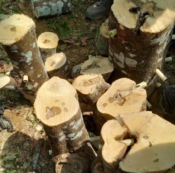 CA-Kit Treated Aquileria Cressna Tree in chunks that shows Agarwood formations throughout the  tree