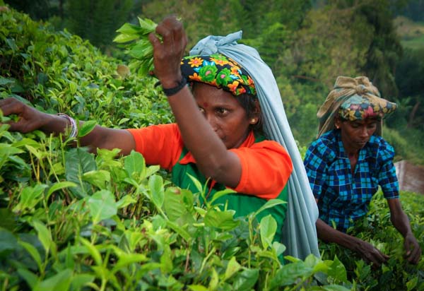 Sri Lankan tea estate workers