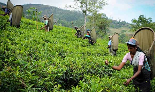 Sri Lankan tea pluckers