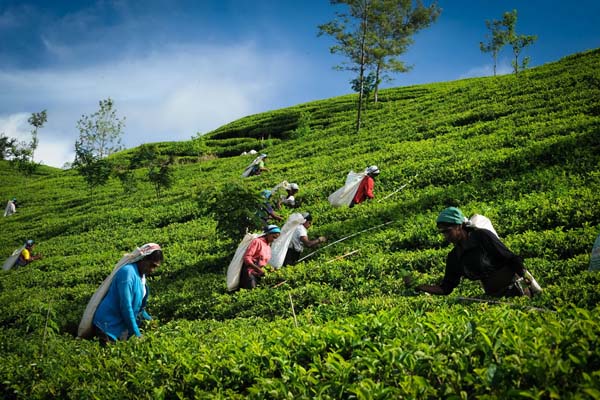 Sri Lankan female tea pluckers
