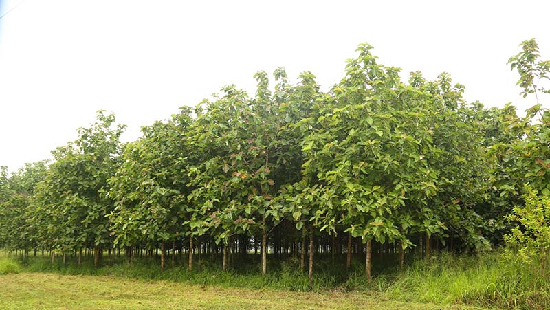 A-thriving-teak-forest-