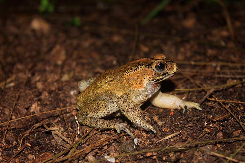Duttaphrynusmelanostictus-(Common–house-toad)