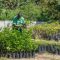 Tokyo-Cement-Group-Forest-Tree-Plant-Nursery